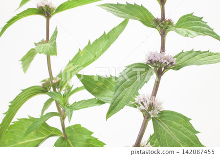 Mint flower Mint flower 142087455