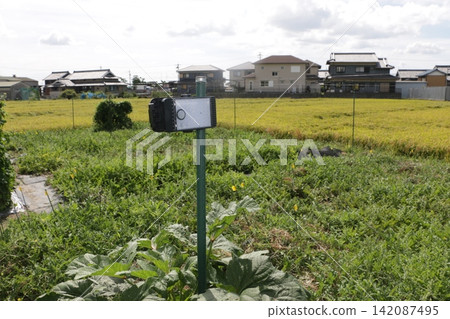 Sensor light to deter watermelon thieves Sensor light to deter watermelon thieves 142087495