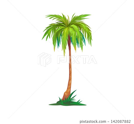 Cartoon jungle coconut and banana palm tree with a tall trunk and cluster of green fronds on patch of green grass. Isolated tropical plant, game asset, exotic flora and rainforest or beach vegetation Cartoon jungle coconut and banana palm tree with a tall trunk and cluster of green fronds on patch of green grass. Isolated tropical plant, game asset, exotic flora and rainforest or beach vegetation 142087882