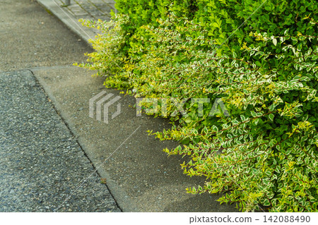 種植長出新芽的六道木。 種植長出新芽的六道木。 142088490