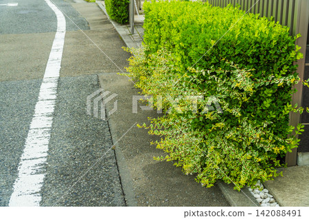 種植長出新芽的六道木。 種植長出新芽的六道木。 142088491