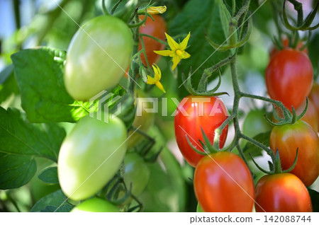Red, ripe cherry tomatoes from a home garden. Red, ripe cherry tomatoes from a home garden. 142088744