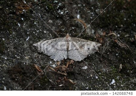 White-spotted moth White-spotted moth 142088748