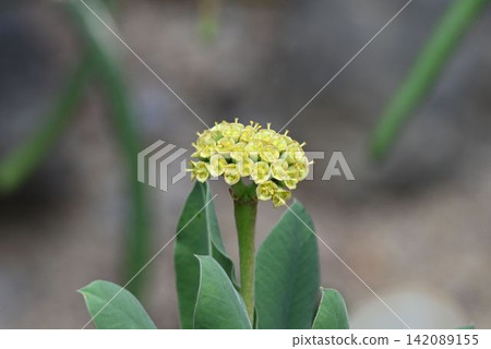 原產於馬達加斯加的大戟屬植物(Euphorbia didiereoides)是一種美麗的花簇,莖的末端開著黃色的花。 原產於馬達加斯加的大戟屬植物(Euphorbia didiereoides)是一種美麗的花簇,莖的末端開著黃色的花。 142089155