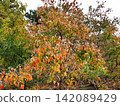 Leaves of autumn leaves cherry blossoms 142089429