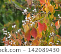 Autumnal tallow tree fruit 142089430