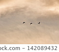 Wild birds flying in the sky 142089432