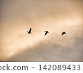 Wild birds flying in the sky 142089433