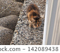 A cat staring at you 142089438