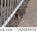 Waiting Cat 142089439