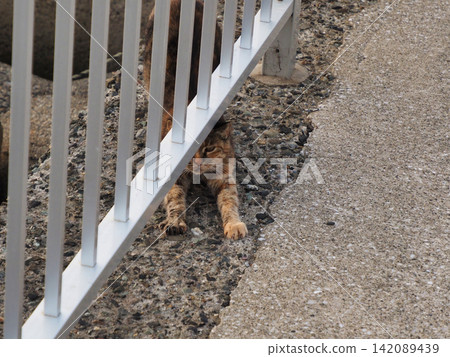 Waiting Cat Waiting Cat 142089439
