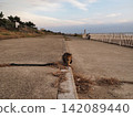 Waiting Cat 142089440