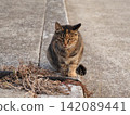 A cat staring at you 142089441
