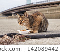 A cat sunbathing at the harbor 142089442