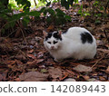 A cat sleeping on fallen leaves 142089443