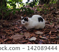 A white cat sleeping on fallen leaves 142089444
