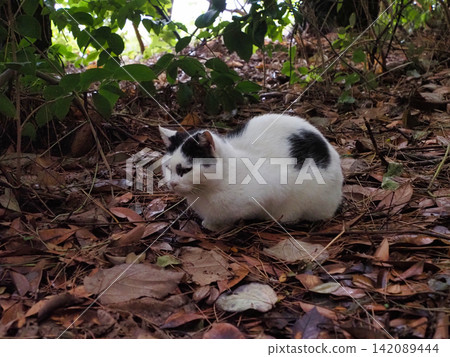 A white cat sleeping on fallen leaves A white cat sleeping on fallen leaves 142089444