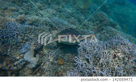 A sleepy green sea turtle (Chelonia mydas) resting among the dense coral in an adorable candid underwater moment. Dauin, Philippines 142089471