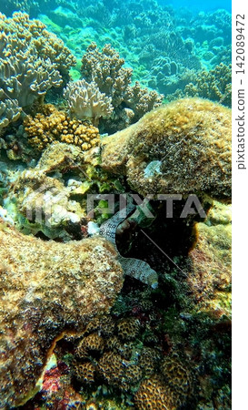 Snowflake morray eel (Echidna nebulosa) hiding between rocks amidst a dense rich coral reef. Dauin, Negros Island Region, Philippines Snowflake morray eel (Echidna nebulosa) hiding between rocks amidst a dense rich coral reef. Dauin, Negros Island Region, Philippines 142089472