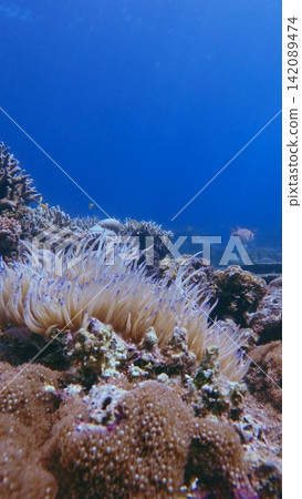 A Sebae anemone (Radianthus crispa) gently swaying in the wave bathed in flickering sunlight with the blue water in the backdrop. Dauin, Philippines A Sebae anemone (Radianthus crispa) gently swaying in the wave bathed in flickering sunlight with the blue water in the backdrop. Dauin, Philippines 142089474