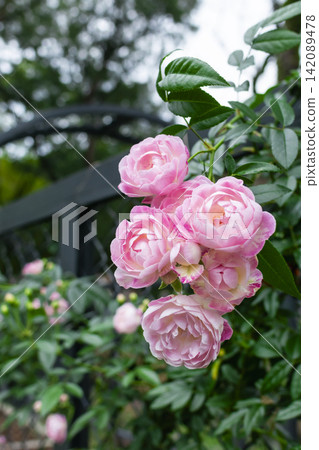 Rose Rose 142089478