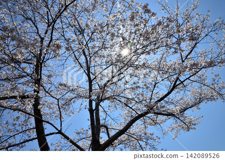 I went to a mountain full of flowers. 2026-4-3 #31 I went to a mountain full of flowers. 2026-4-3 #31 142089526