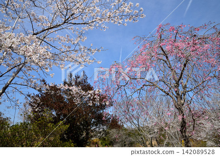 I went to a mountain full of flowers. 2026-4-3 #33 I went to a mountain full of flowers. 2026-4-3 #33 142089528