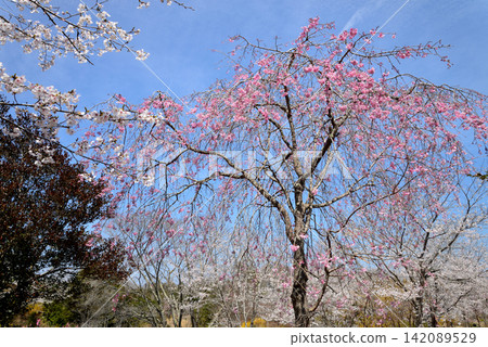 I went to a mountain full of flowers. 2026-4-3 #34 I went to a mountain full of flowers. 2026-4-3 #34 142089529