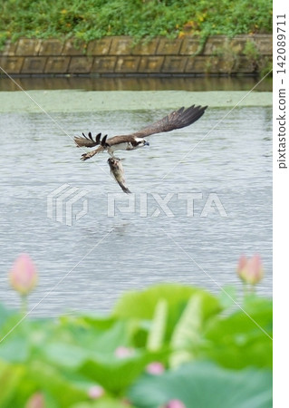 荷池中捕獵的鷂 142089711