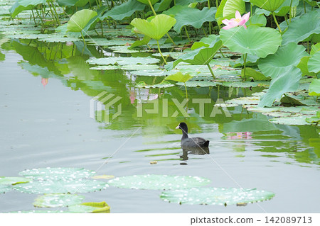 A coot swimming in a lotus forest A coot swimming in a lotus forest 142089713