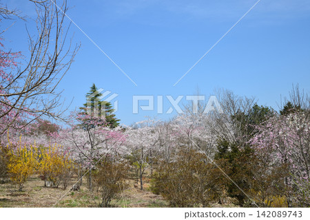 我去了一座開滿鮮花的山。 2026-4-3 #41 我去了一座開滿鮮花的山。 2026-4-3 #41 142089743