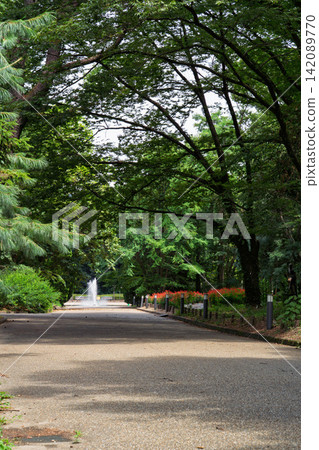 Summer afternoon: Park Summer afternoon: Park 142089770