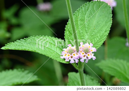 Lippia alba, a beautiful inflorescence with clusters of small, pale pink flowers at the base of its leaves, is used to make essential oils. Lippia alba, a beautiful inflorescence with clusters of small, pale pink flowers at the base of its leaves, is used to make essential oils. 142089802