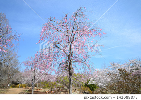 I went to a mountain full of flowers. 2026-4-3 #51 I went to a mountain full of flowers. 2026-4-3 #51 142089875