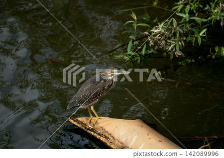 A young Sasagoi (a type of heron) on the Shinano River's Yasuragi Embankment. A young Sasagoi (a type of heron) on the Shinano River's Yasuragi Embankment. 142089996