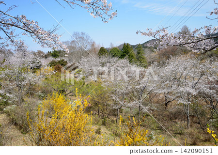 I went to a mountain full of flowers. 2026-4-3 #61 I went to a mountain full of flowers. 2026-4-3 #61 142090151