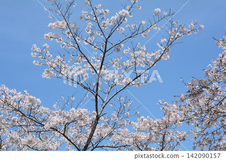 I went to a mountain full of flowers. 2026-4-3 #67 I went to a mountain full of flowers. 2026-4-3 #67 142090157