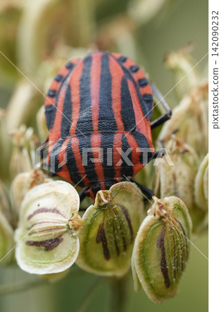 Vibrant Red and Black Striped Shield Bug, Graphosoma italicum on Green Seed Pods Macro Shot Vibrant Red and Black Striped Shield Bug, Graphosoma italicum on Green Seed Pods Macro Shot 142090232
