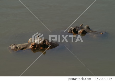 Two large aquatic hippopotamus mammals surface in murky water with only their eyes and nostrils visible Two large aquatic hippopotamus mammals surface in murky water with only their eyes and nostrils visible 142090246