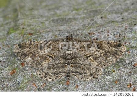 Closeup on a Willow Beauty, Peribatodes rhomboidaria geometer moth with spread wings on wood Closeup on a Willow Beauty, Peribatodes rhomboidaria geometer moth with spread wings on wood 142090261