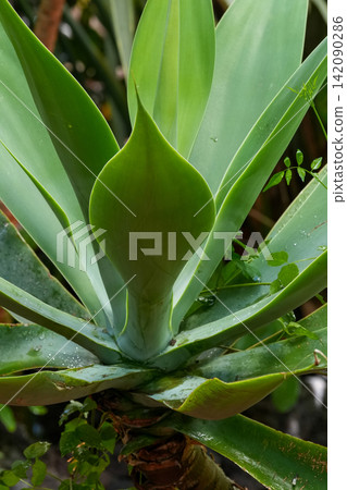 Vibrant green agave plant with a new growth spear, showcasing natural beauty and lush foliage detail close up 142090286