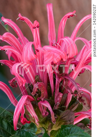 Vibrant cluster of tropical pink Justicia carnea flowers with delicate petals, long stamens, showcasing natural beauty and growth Vibrant cluster of tropical pink Justicia carnea flowers with delicate petals, long stamens, showcasing natural beauty and growth 142090287