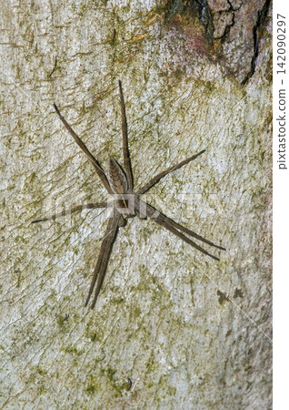 Closeup on a Nursery web spider, Pisaura mirabilis on the bark of a tree Closeup on a Nursery web spider, Pisaura mirabilis on the bark of a tree 142090297
