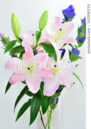 白色背景上的圓柱形花瓶裡插著美麗的百合花和龍膽花。 142090314