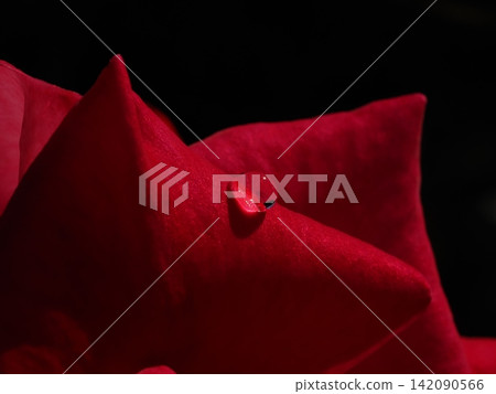 A macro photograph of a single, beautifully transparent water droplet sparkling on the petals of a deep red rose. A macro photograph of a single, beautifully transparent water droplet sparkling on the petals of a deep red rose. 142090566