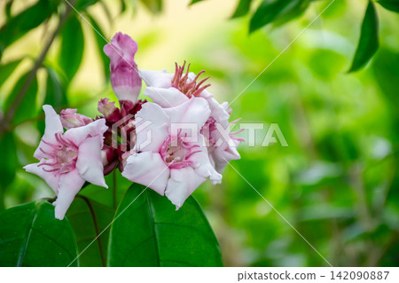 Delicate pink white tropical flowers blooming among glossy green leaves soft natural background creating fresh botanical garden view Delicate pink white tropical flowers blooming among glossy green leaves soft natural background creating fresh botanical garden view 142090887