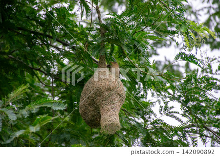 Asian golden weaver bird building woven hanging nest among lush green leaves showing natural nesting behavior breeding habitat skilled nest construction Asian golden weaver bird building woven hanging nest among lush green leaves showing natural nesting behavior breeding habitat skilled nest construction 142090892