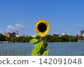 Sunflowers blooming along the pond in Ohori Park, a popular tourist spot in Fukuoka City. 142091048