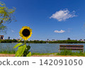 Sunflowers blooming along the pond in Ohori Park, a popular tourist spot in Fukuoka City. 142091050