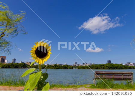 福岡市熱門旅遊景點大濠公園的池塘邊盛開著向日葵。 福岡市熱門旅遊景點大濠公園的池塘邊盛開著向日葵。 142091050